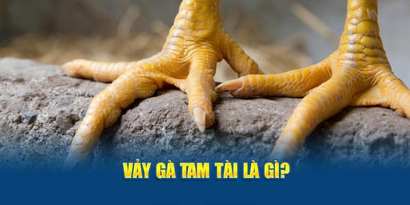 Đôi nét về vảy gà Tam Tài